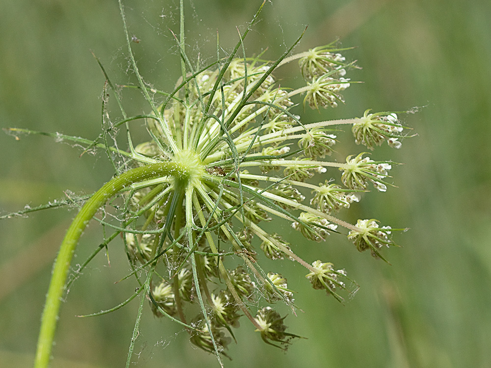 Ameo (Ammi majus)