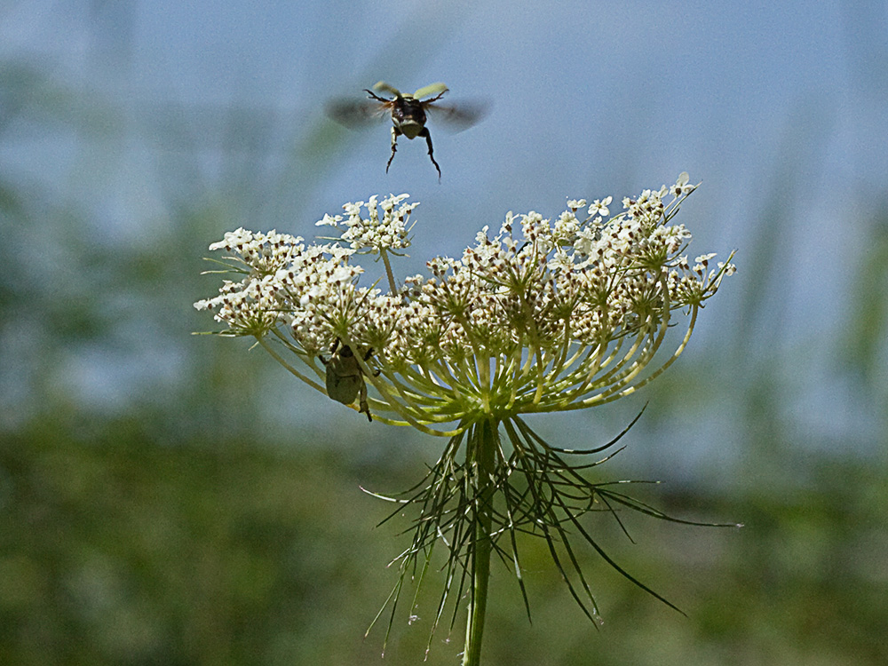 Ameo (Ammi majus)