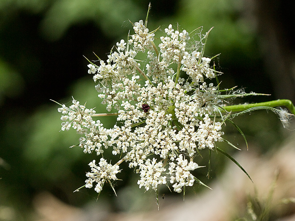 Ameo (Ammi majus)