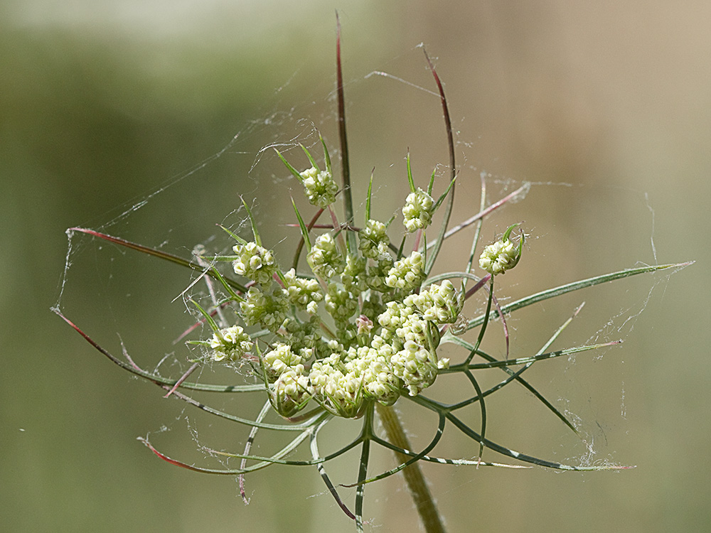 Ameo (Ammi majus)
