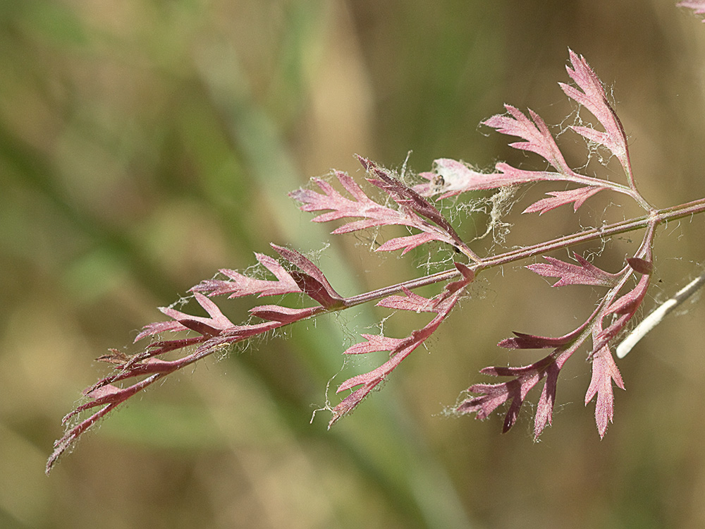 Ameo (Ammi majus)