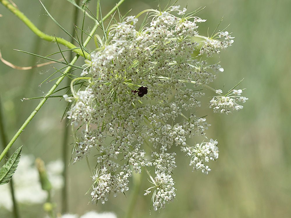 Ameo (Ammi majus)