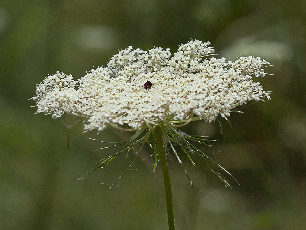 Ameo (Ammi majus)