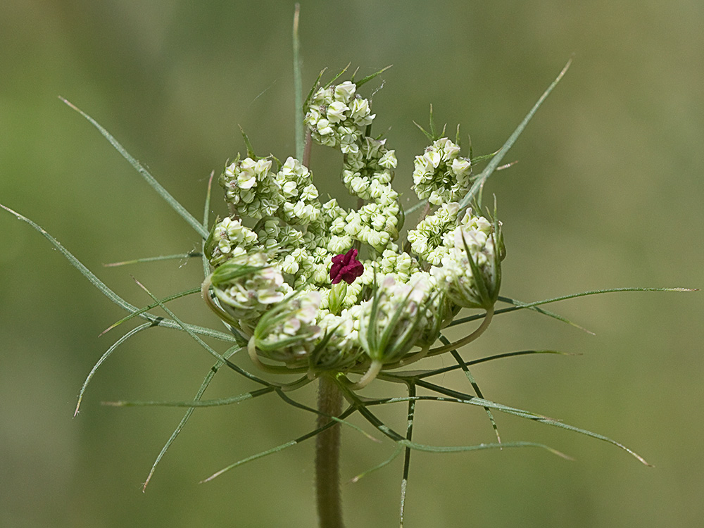 Ameo (Ammi majus)