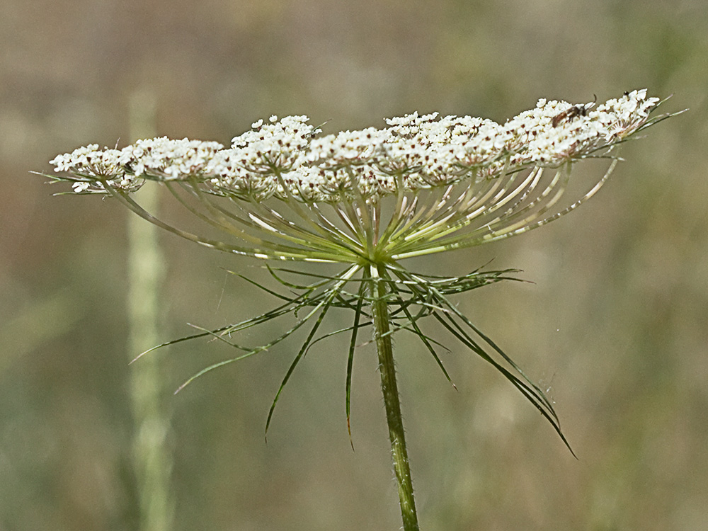 Ameo (Ammi majus)
