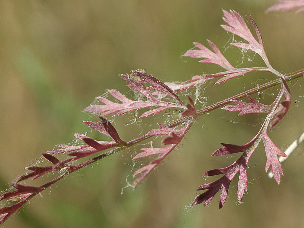 Ameo (Ammi majus)