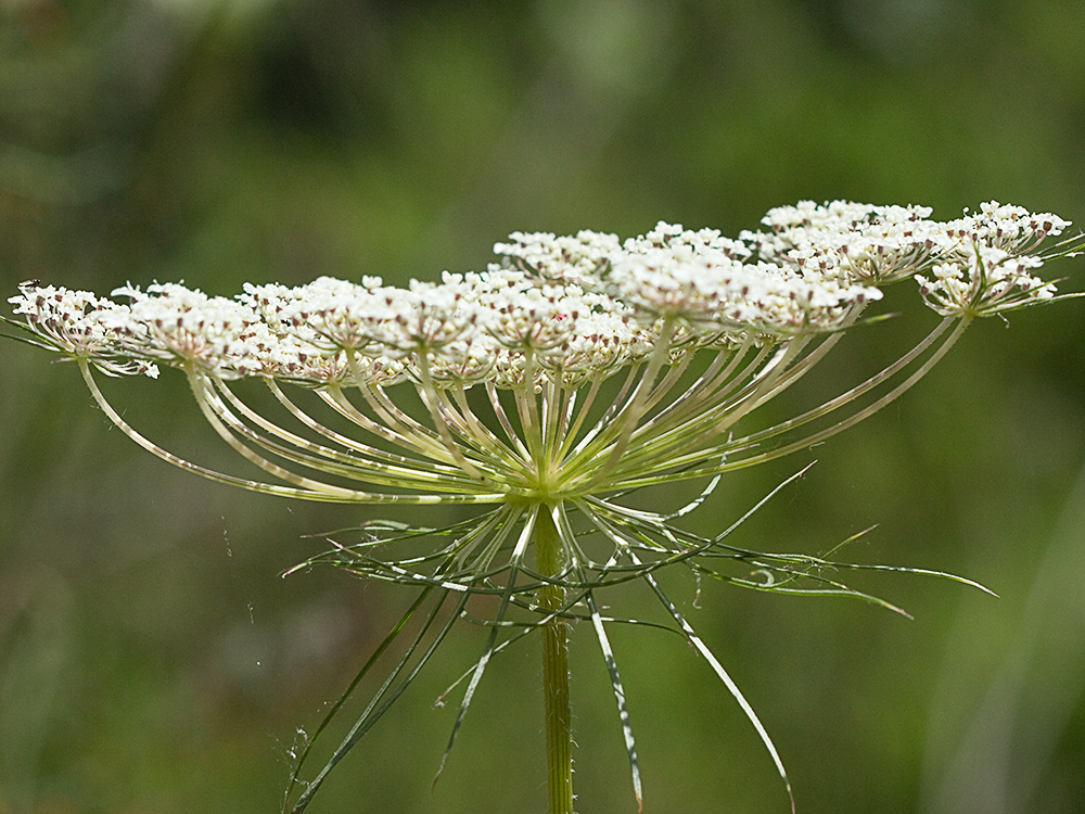 Ameo (Ammi majus)