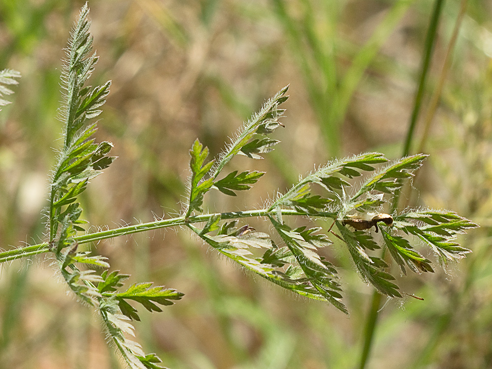 Ameo (Ammi majus)
