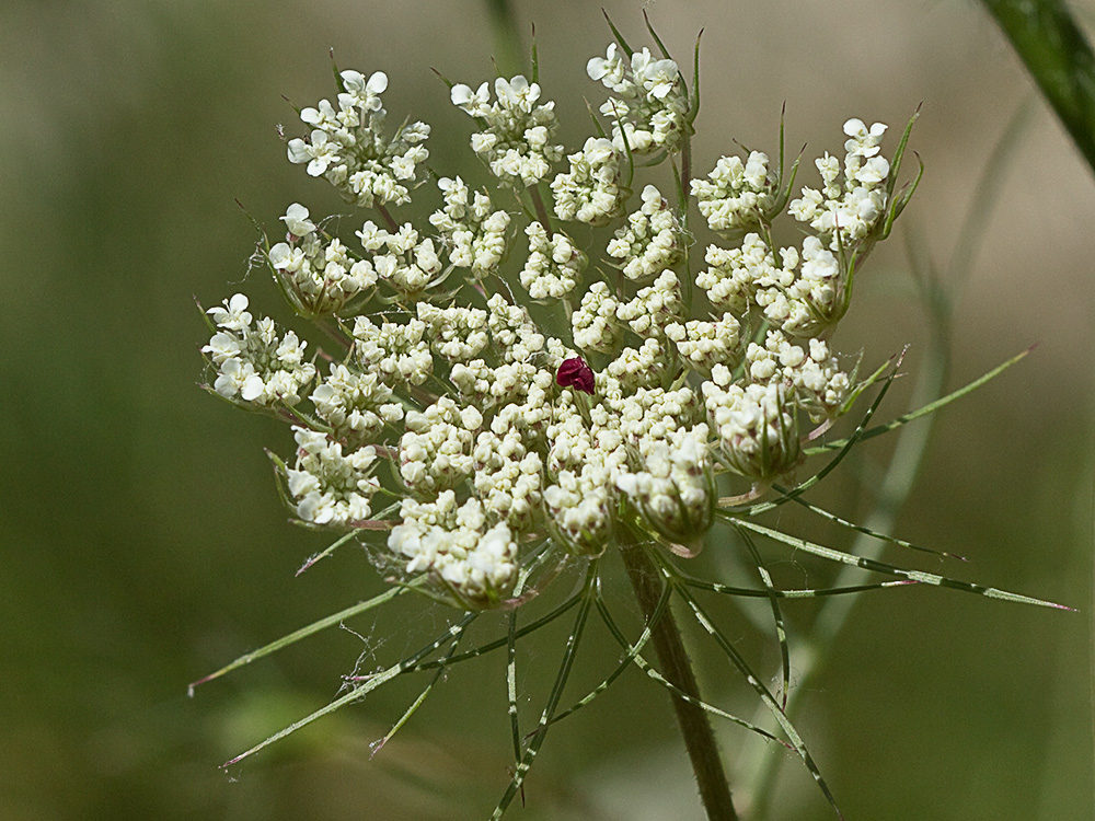 Ameo (Ammi majus)