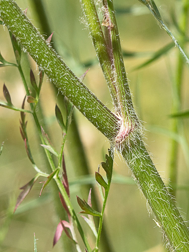 Ameo (Ammi majus)