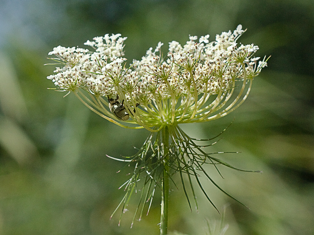 Ameo (Ammi majus)