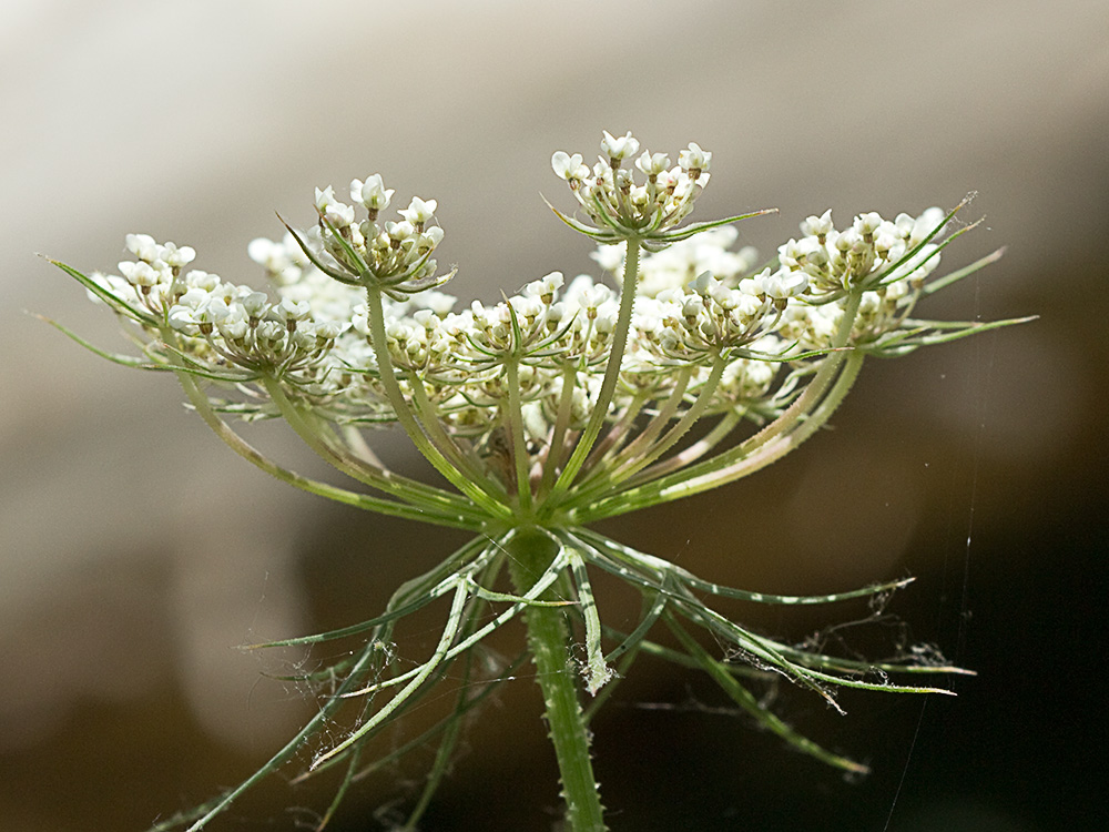 Ameo (Ammi majus)
