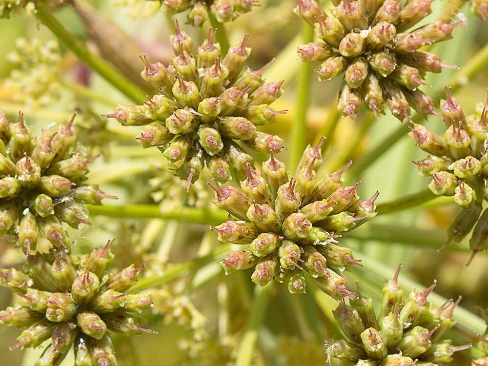 Umbelas Apio del diablo (Oenanthe crocata)