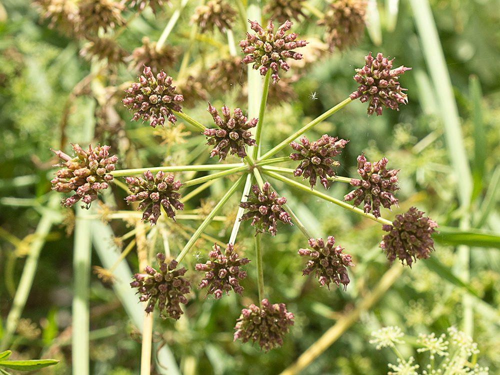 Umbelas Apio del diablo (Oenanthe crocata)