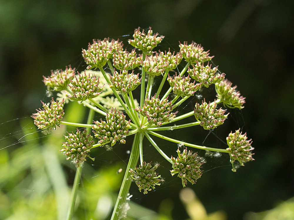 Umbelas Apio del diablo (Oenanthe crocata)