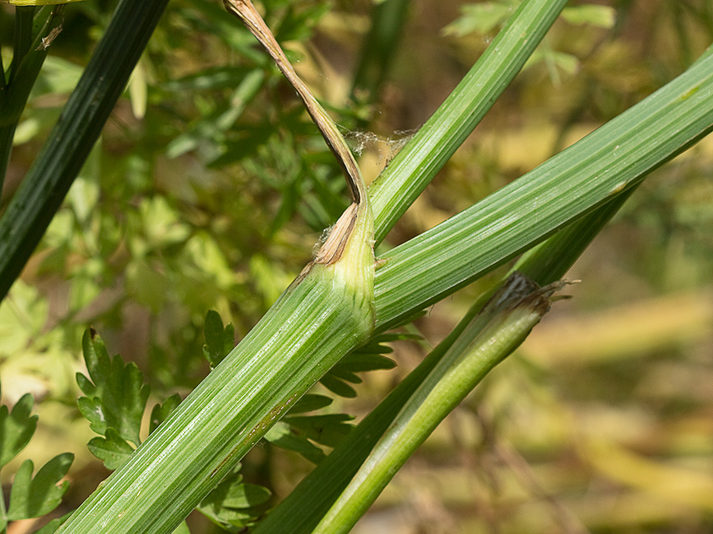 Tallo del Apio del diablo (Oenanthe crocata)
