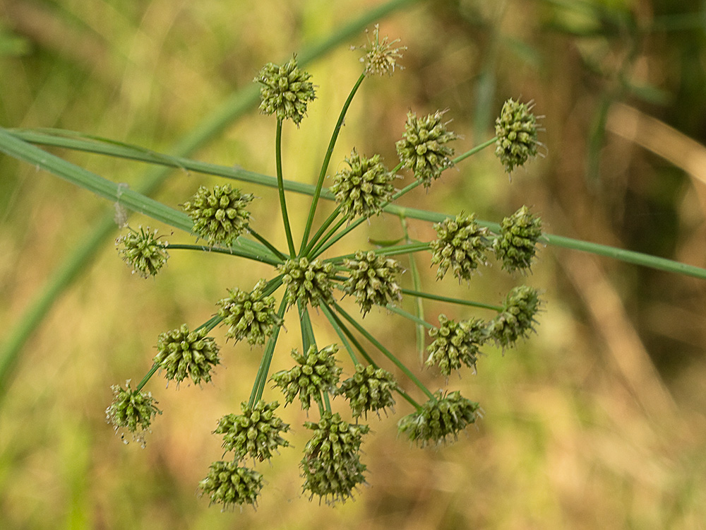 Umbelas Apio del diablo (Oenanthe crocata)