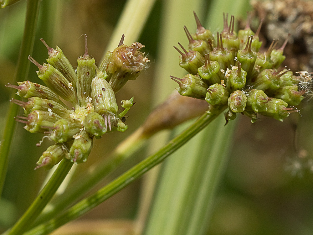 Umbelas Apio del diablo (Oenanthe crocata)