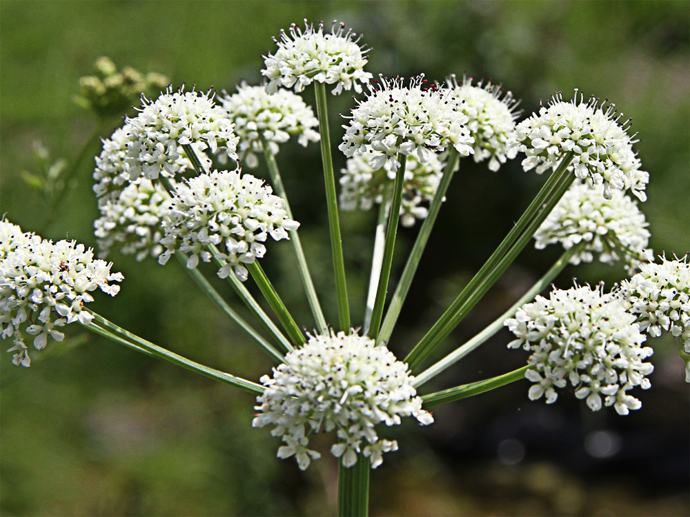Umbelas Apio del diablo (Oenanthe crocata)