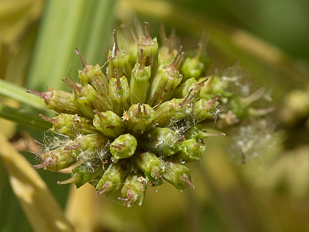 Umbelula del Apio del diablo (Oenanthe crocata)