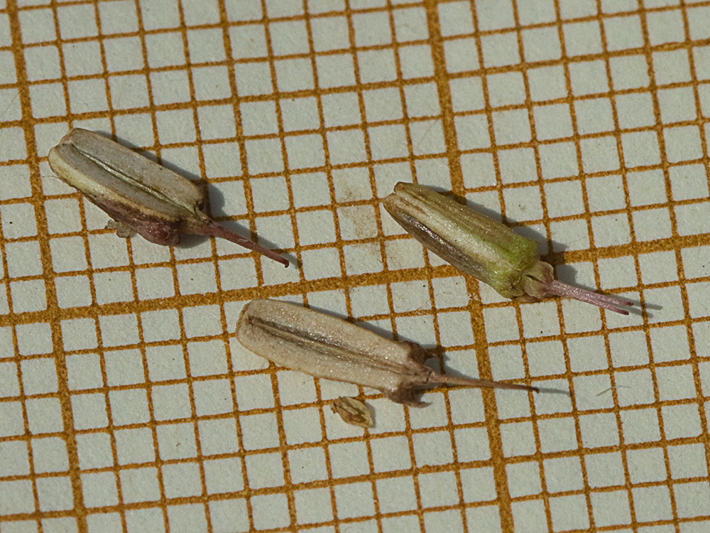 Semillas del Apio del diablo (Oenanthe crocata)