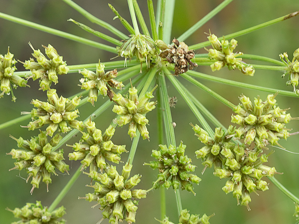 Umbelas Apio del diablo (Oenanthe crocata)