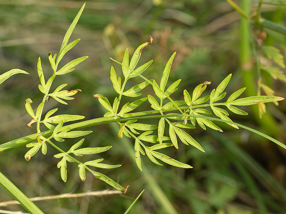 Hoja caulinar del Apio del diablo (Oenanthe crocata)