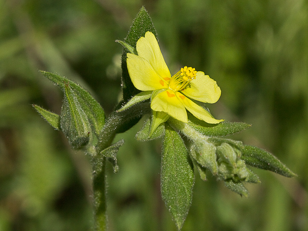 Ardivieja (Helianthemum ledifolium (L.) Mill.)