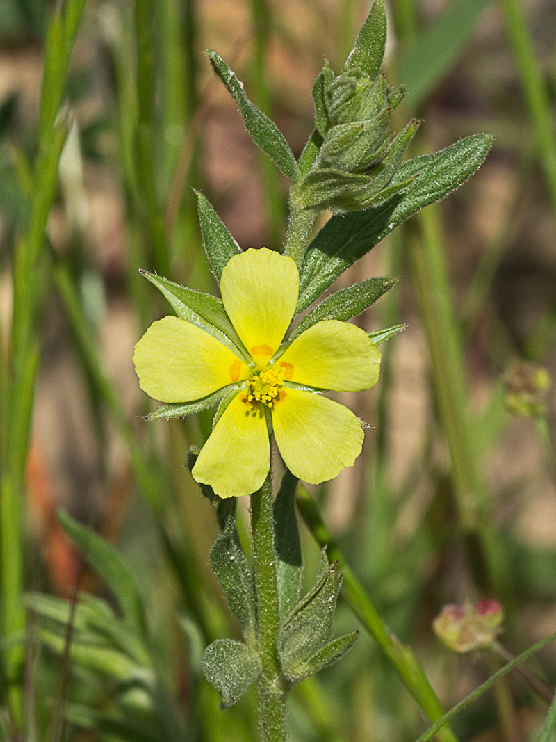 Ardivieja (Helianthemum ledifolium (L.) Mill.)