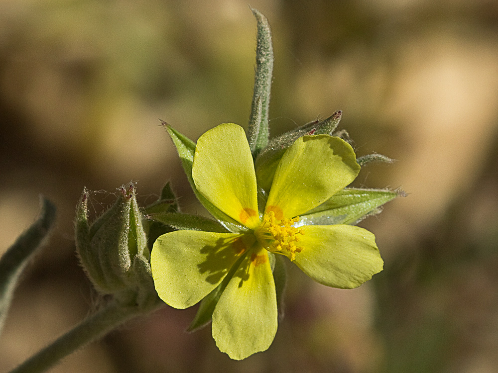 Ardivieja (Helianthemum ledifolium (L.) Mill.)