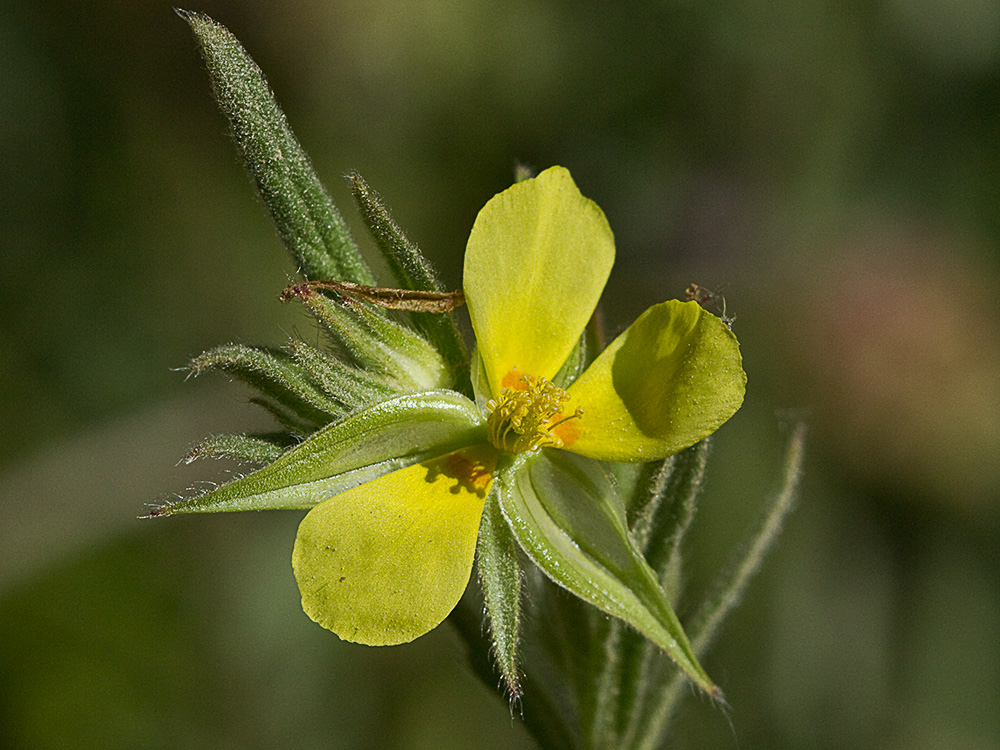 Ardivieja (Helianthemum ledifolium (L.) Mill.)
