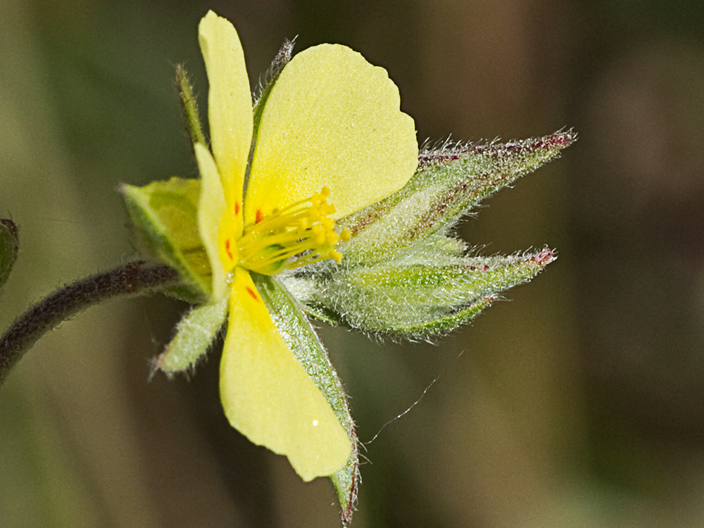 Ardivieja (Helianthemum ledifolium (L.) Mill.)