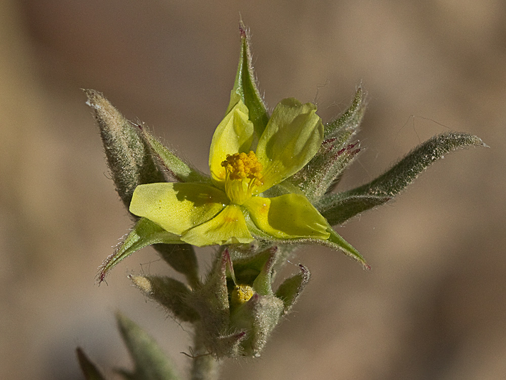 Ardivieja (Helianthemum ledifolium (L.) Mill.)