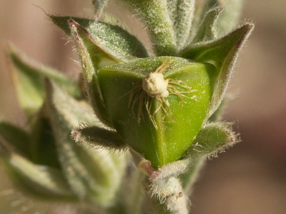 Ardivieja (Helianthemum ledifolium (L.) Mill.)