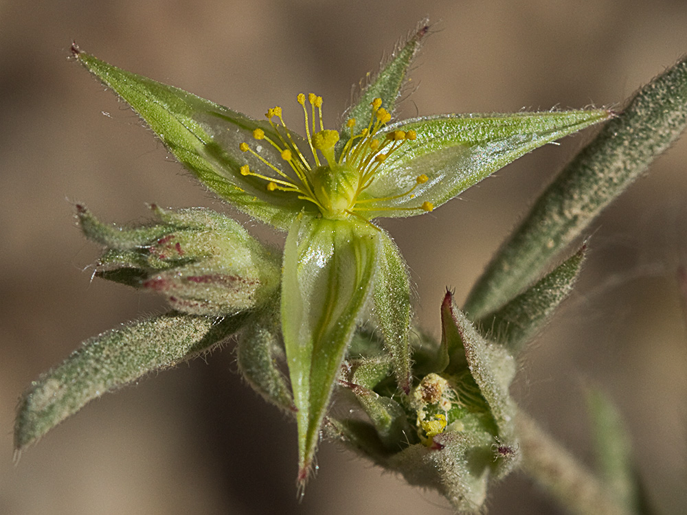 Ardivieja (Helianthemum ledifolium (L.) Mill.)