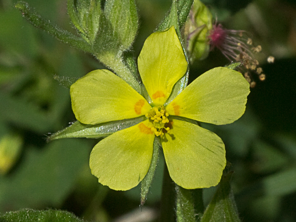 Ardivieja (Helianthemum ledifolium (L.) Mill.)