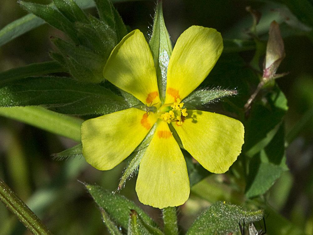 Ardivieja (Helianthemum ledifolium (L.) Mill.)