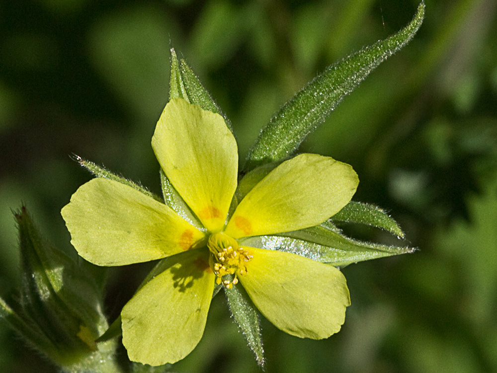 Ardivieja (Helianthemum ledifolium (L.) Mill.)