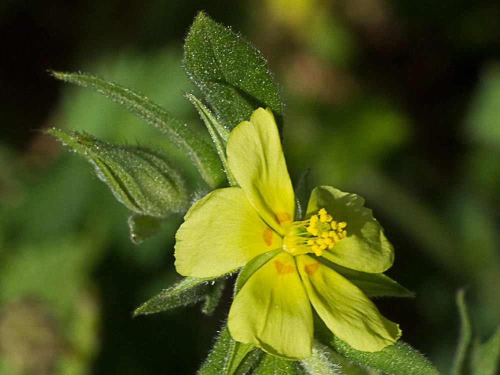 Ardivieja (Helianthemum ledifolium (L.) Mill.)