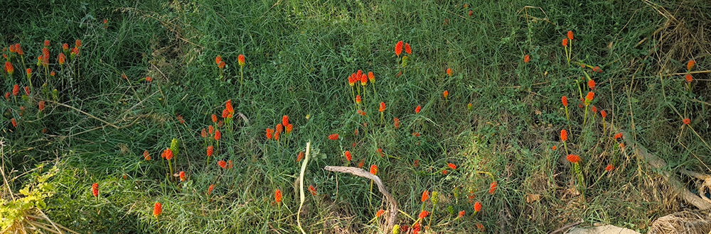 Fruto del Aro. Arum italicum 