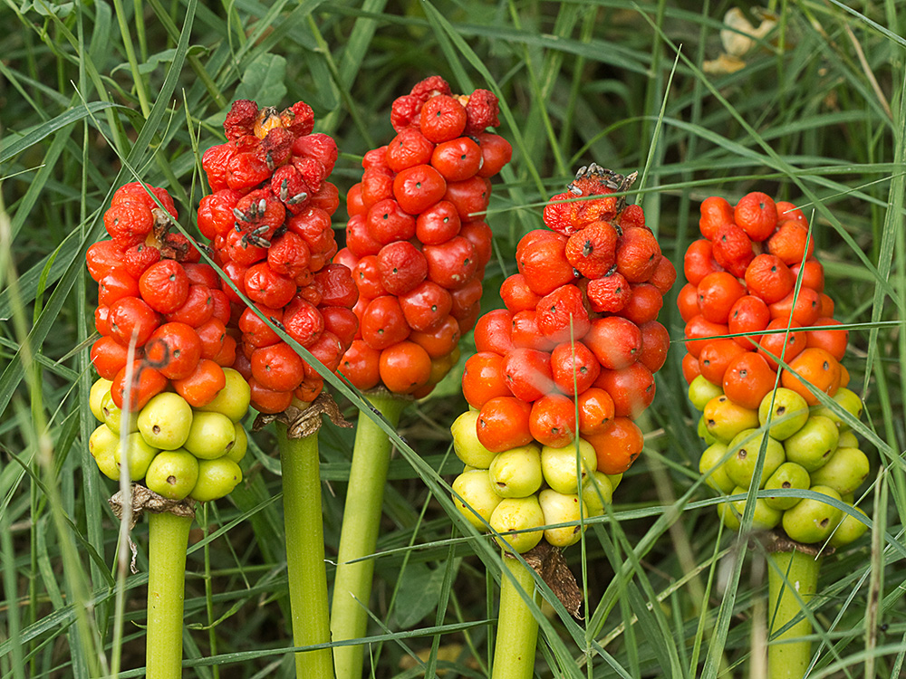 Fruto del Aro. Arum italicum 