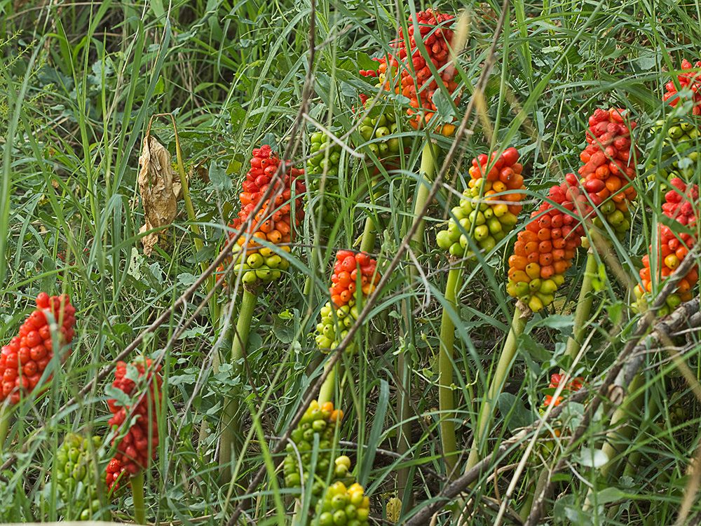 Fruto del Aro. Arum italicum 