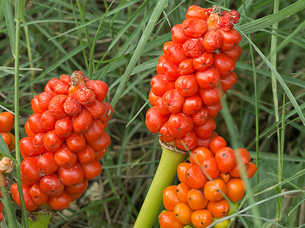 Fruto del Aro. Arum italicum 