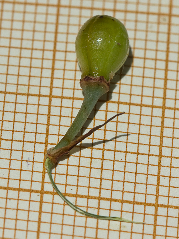 Cápsula del Asfódelo, gamón ramificado (Asphodelus ramosus)