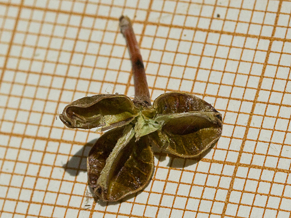 Cápsula vacía del Asfódelo, gamón ramificado (Asphodelus ramosus)