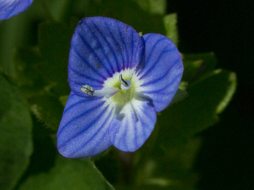 Flora de Malpica de Tajo, Azuletes, verónica (Veronica persica)