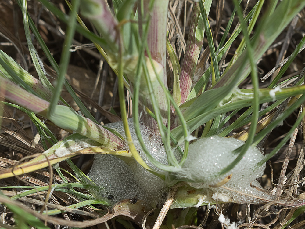 Inflorescencia del barbón (Tragopogon porrifolius)