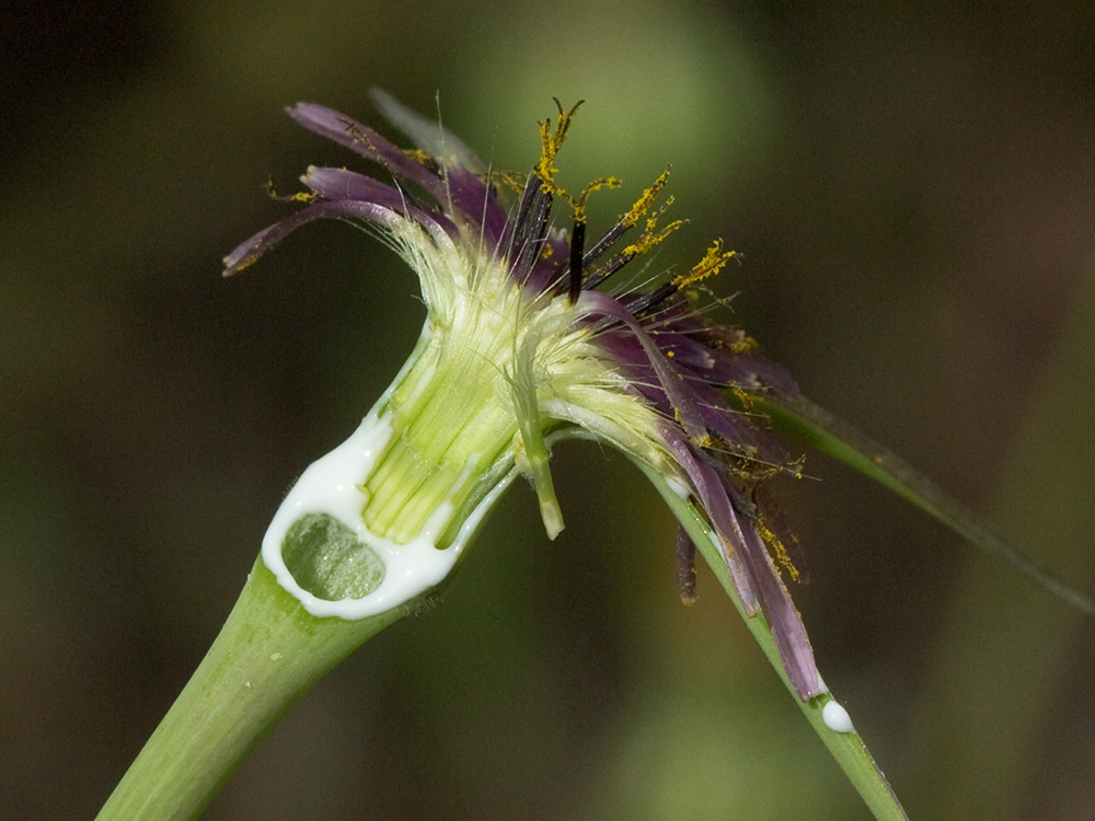 Inflorescencia del barbón (Tragopogon porrifolius)