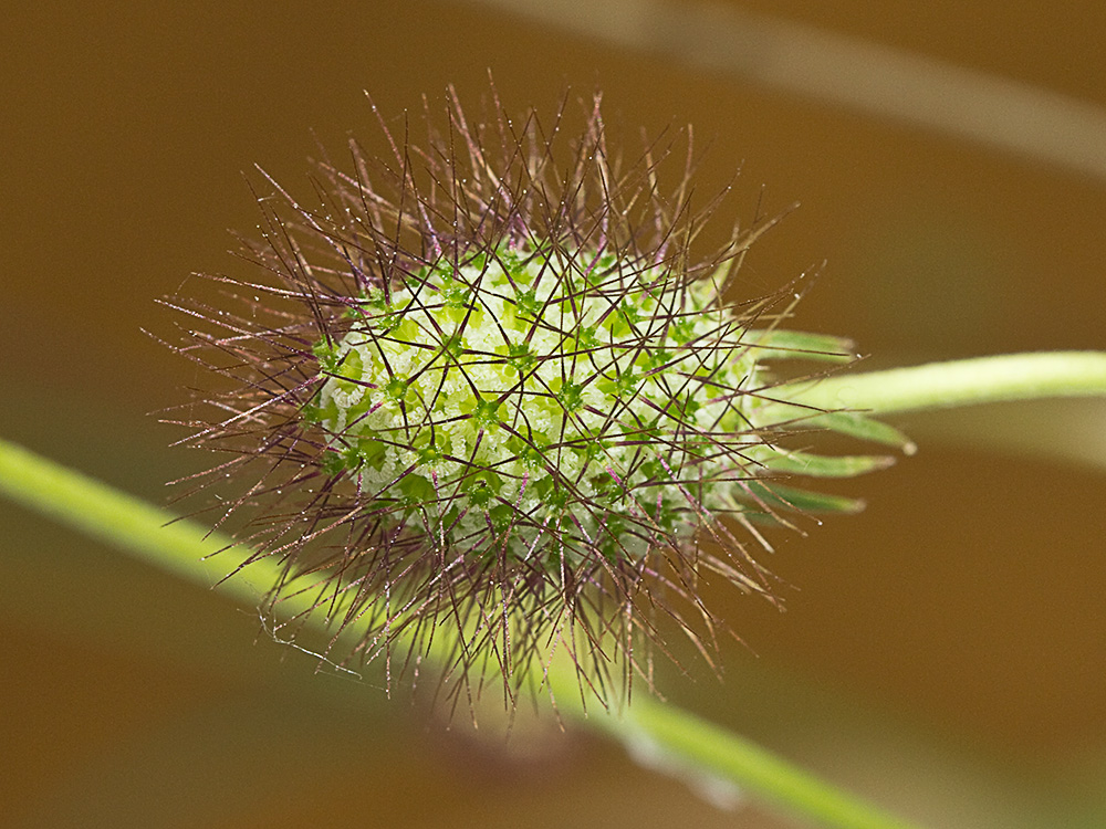 Infloresecencia de la Escobilla morisca (Scabiosa atropurpurea)