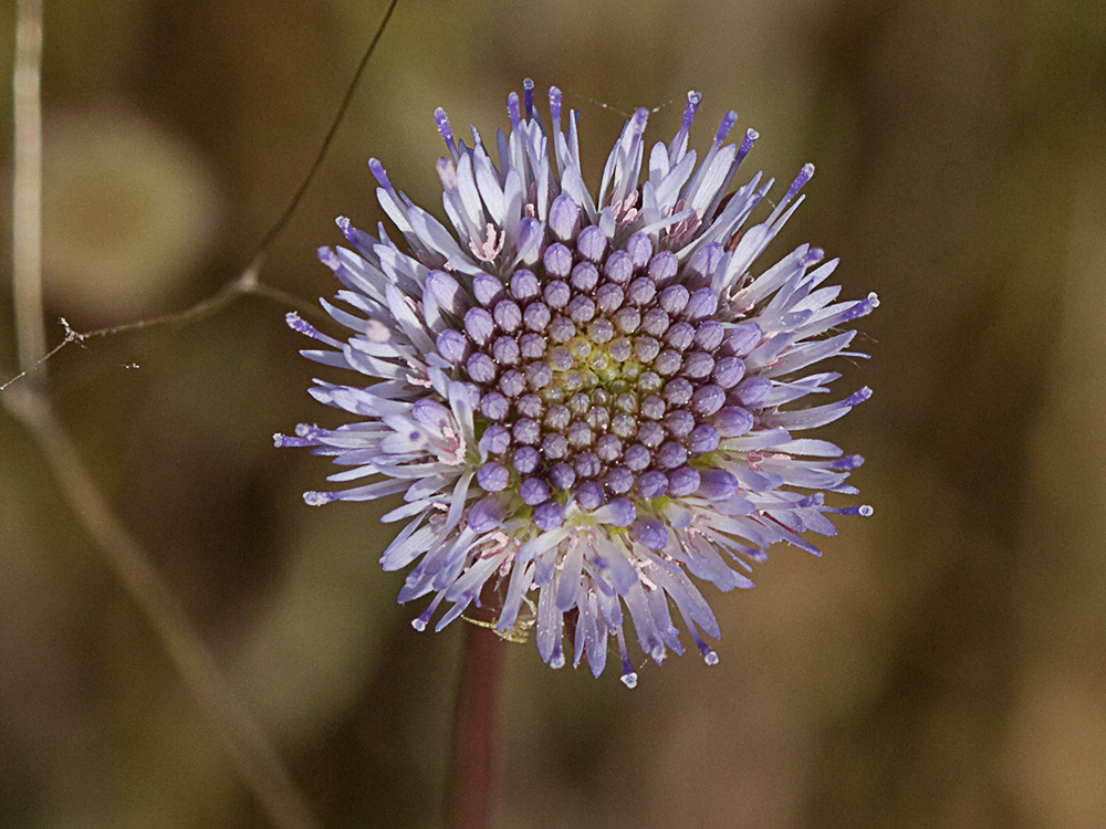Botón azul (Jasione montana)